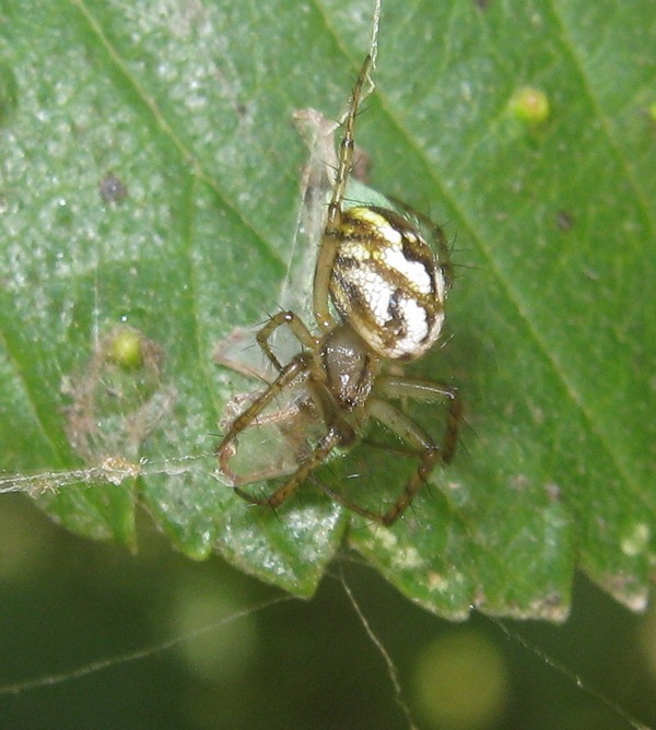 Mangora acalypha con  curculionide